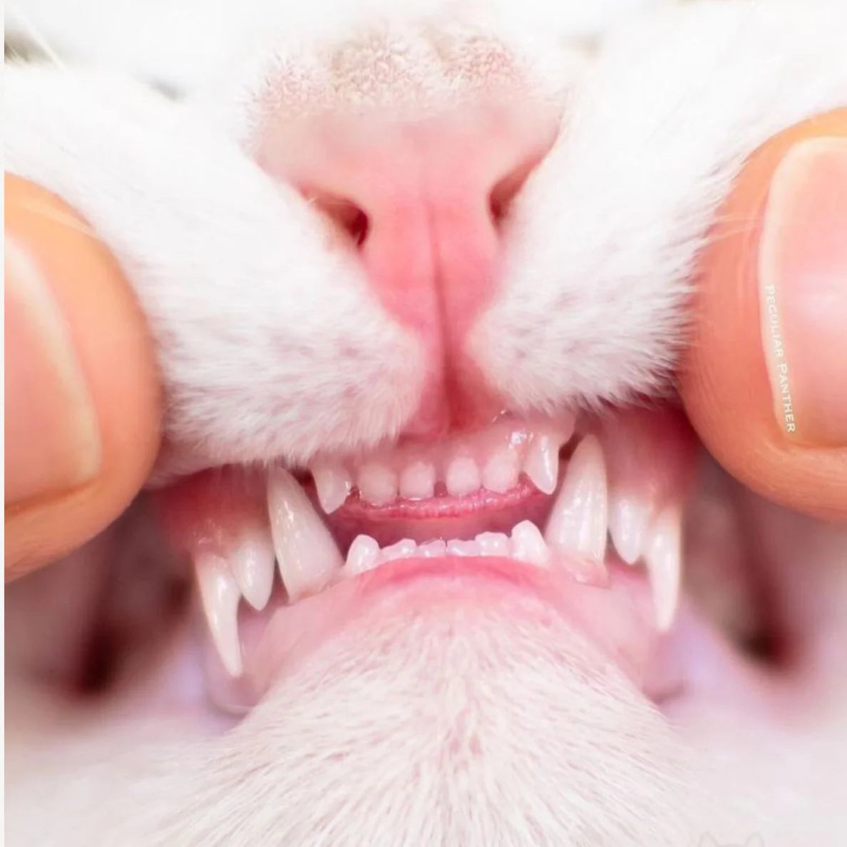HOUD DE TANDEN VAN JE KAT GEZOND